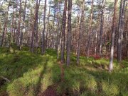 Toulovcovy maštale - nejhezčí část budislavských lesů.