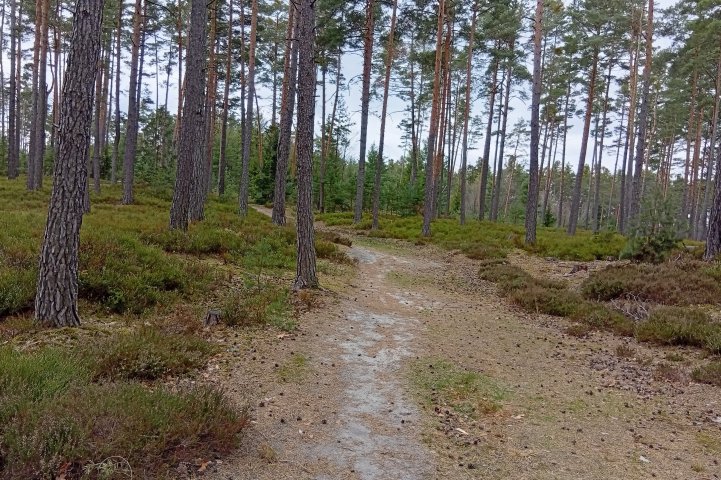 Budislav - Proseč